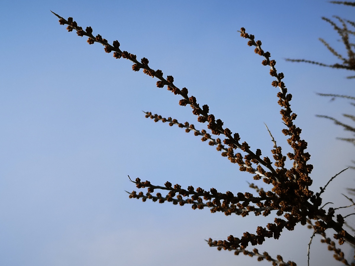 含苞待放的沙棘花沙棘树曾是辽宁干旱地区特有的绿化灌木其浆果有液体