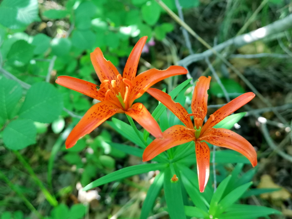 辽西努鲁尔虎山上盛开的有斑百合 - 辽宁文旅纪录人 - 图虫