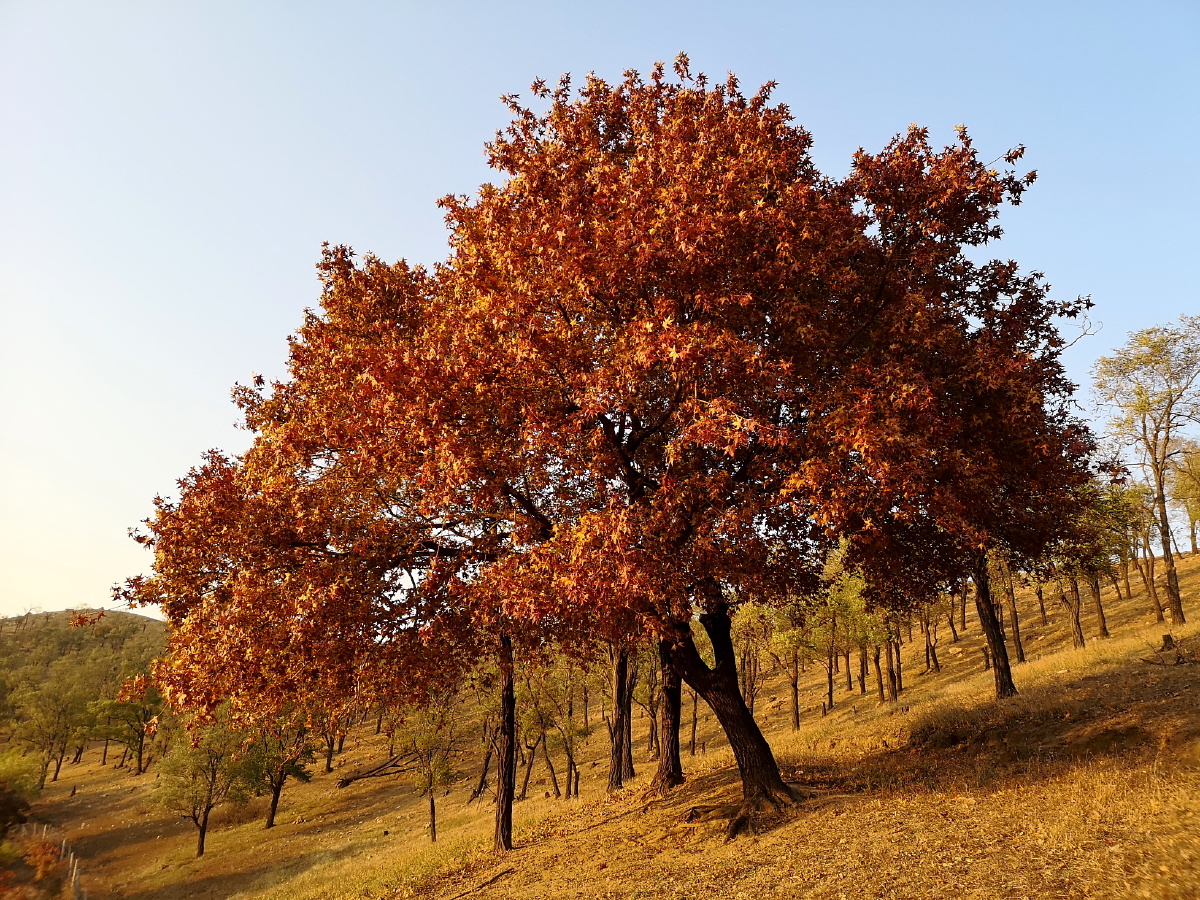 金秋赏枫之沈阳法库圣迹山古枫林