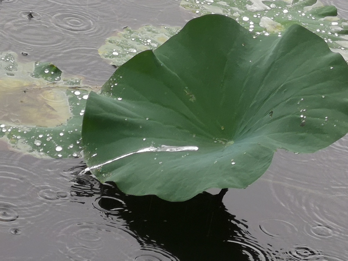 雨中的荷叶
