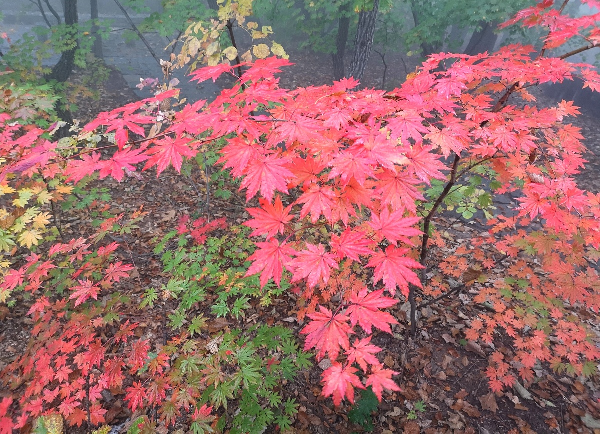 本溪桓仁五女山点将台云海和红叶