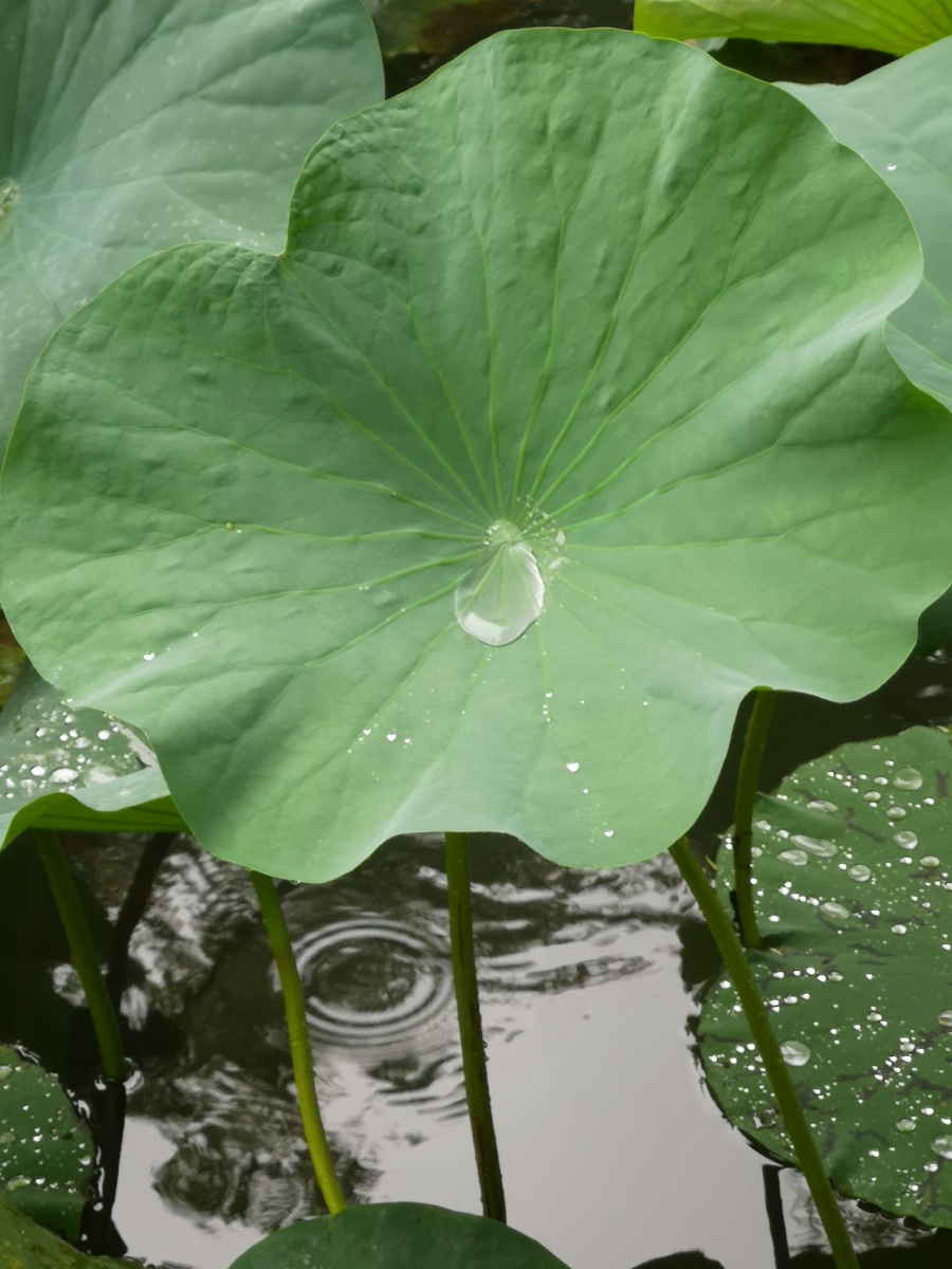 雨中的荷叶