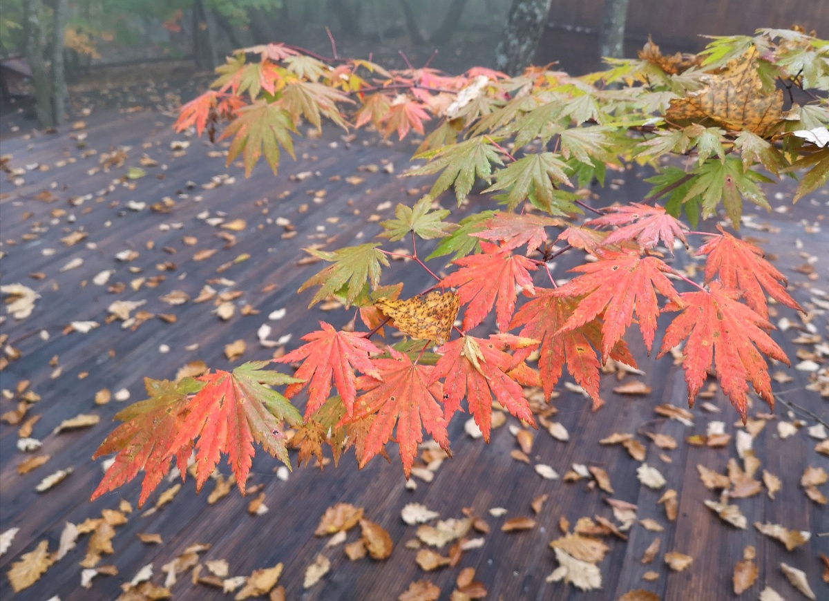 本溪桓仁五女山点将台云海和红叶