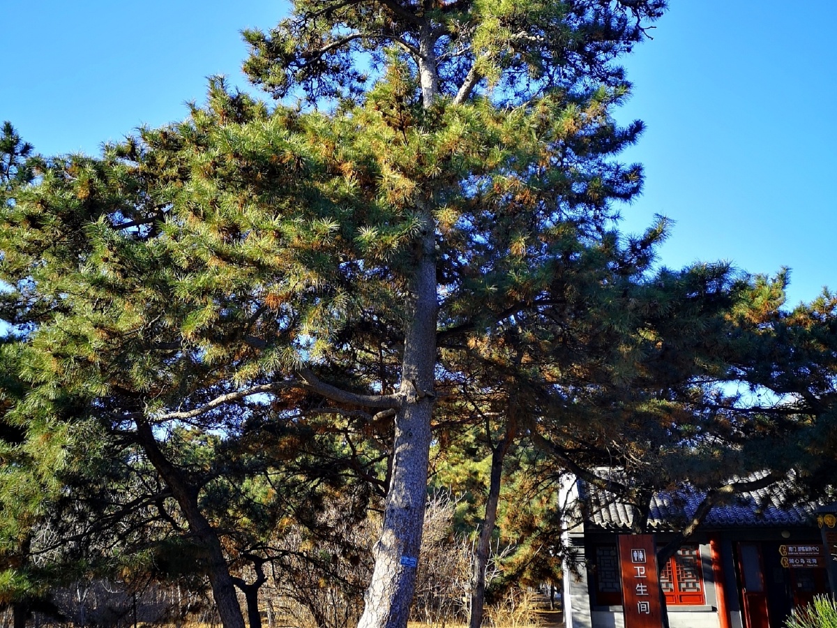 沈阳北陵公园第1001-1012号古松.