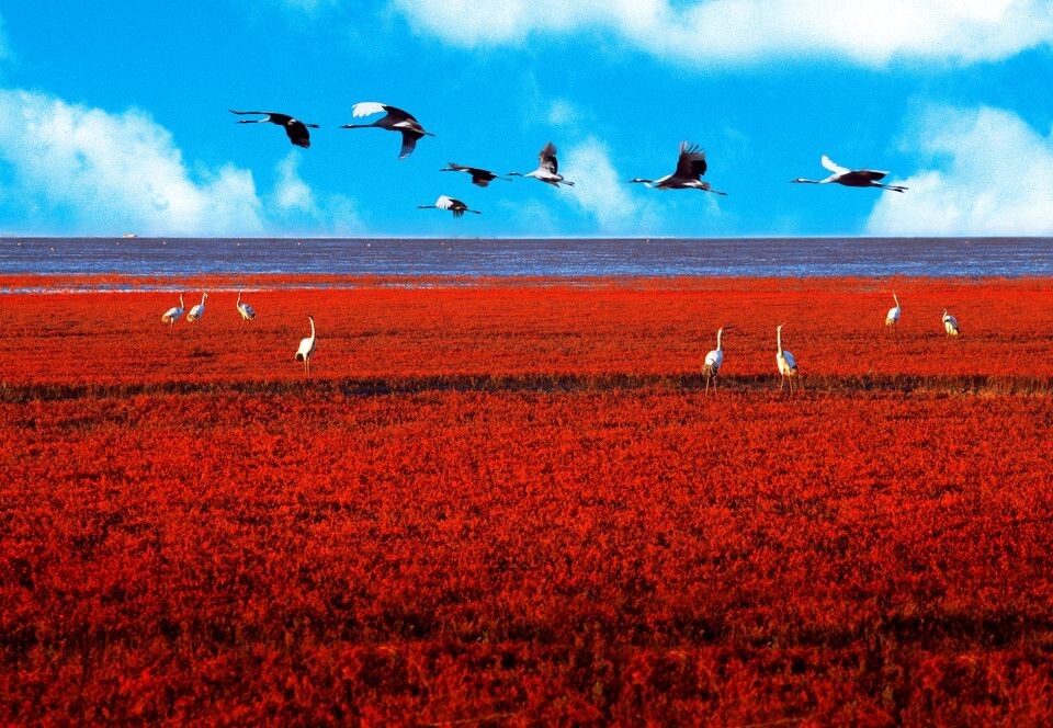 盘锦红海滩<br />
盘锦红海滩位于大洼县渤海东岸，每年5月起至10月秋霜间，在潮间带生长的碱篷草从绿到浅红、中红、深红，火红一片，期间栖息的鸟类翱翔于上，景色极佳。