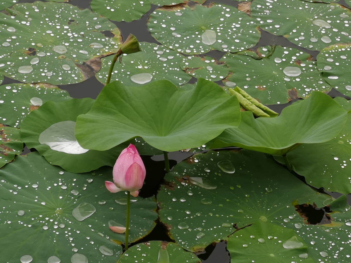 雨中的荷叶