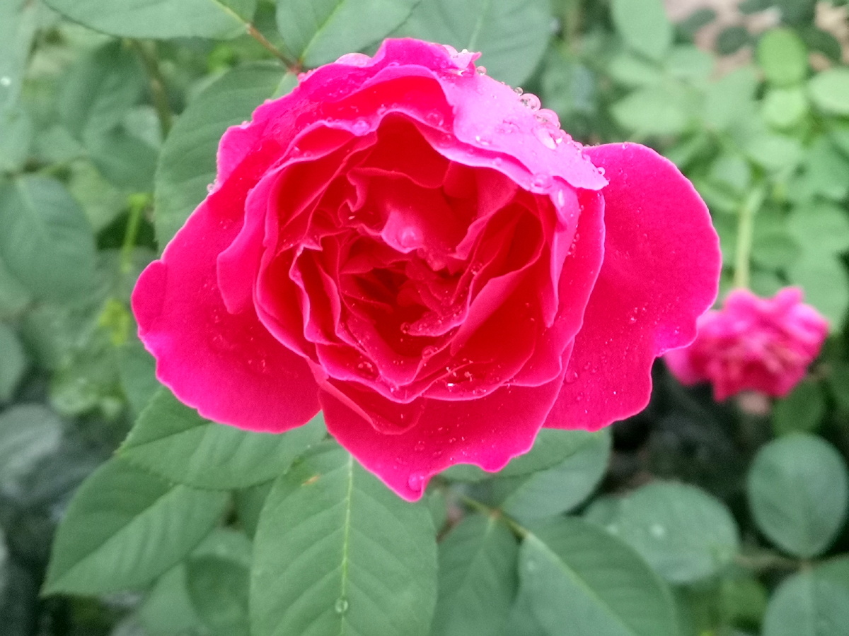 九月的玫瑰正艳时