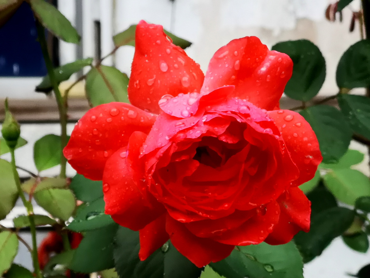 九月的玫瑰正艳时