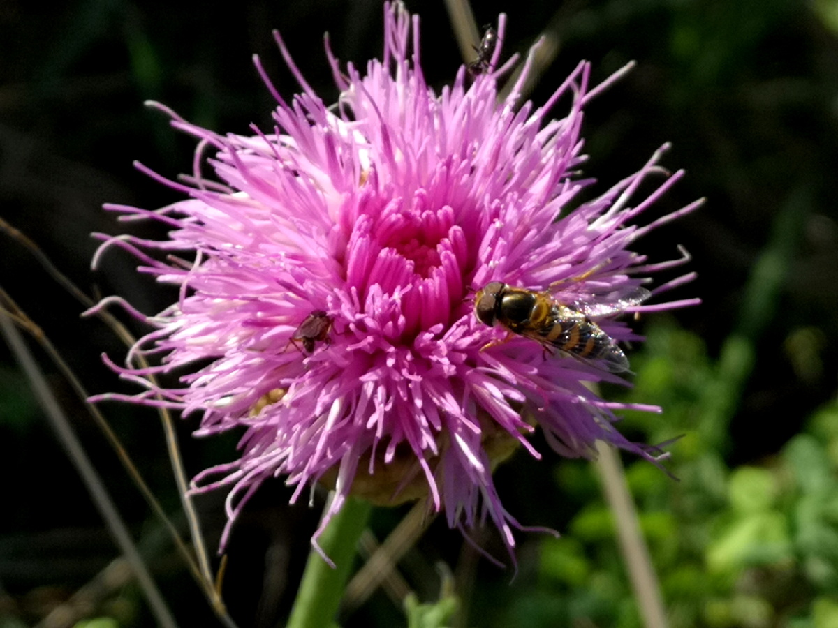 高山上盛开的漏芦花 - 辽宁文旅纪录人 - 图虫