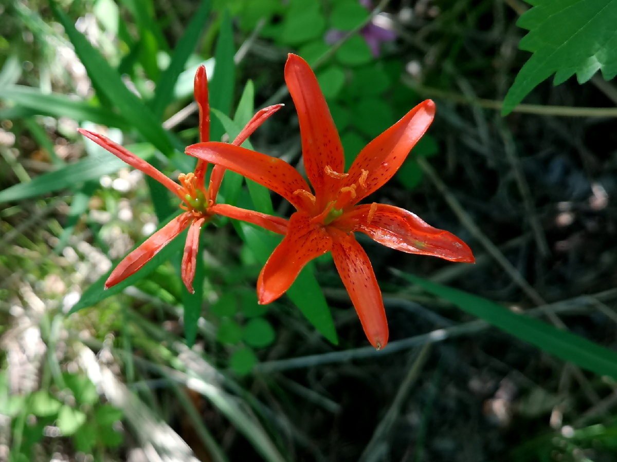辽西努鲁尔虎山上盛开的有斑百合 - 辽宁文旅纪录人 - 图虫