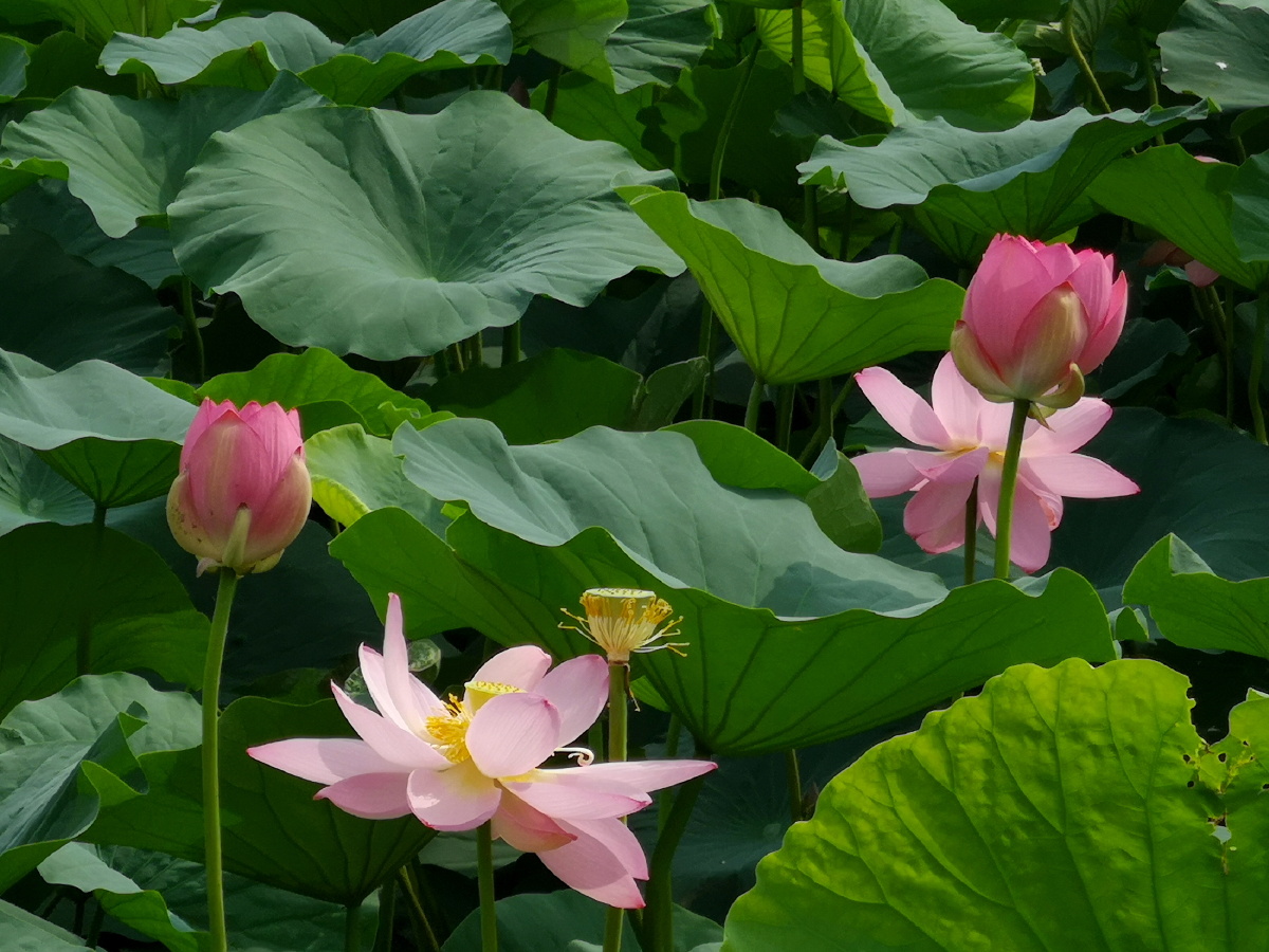 铁岭莲花湖湿地荷花盛开时
