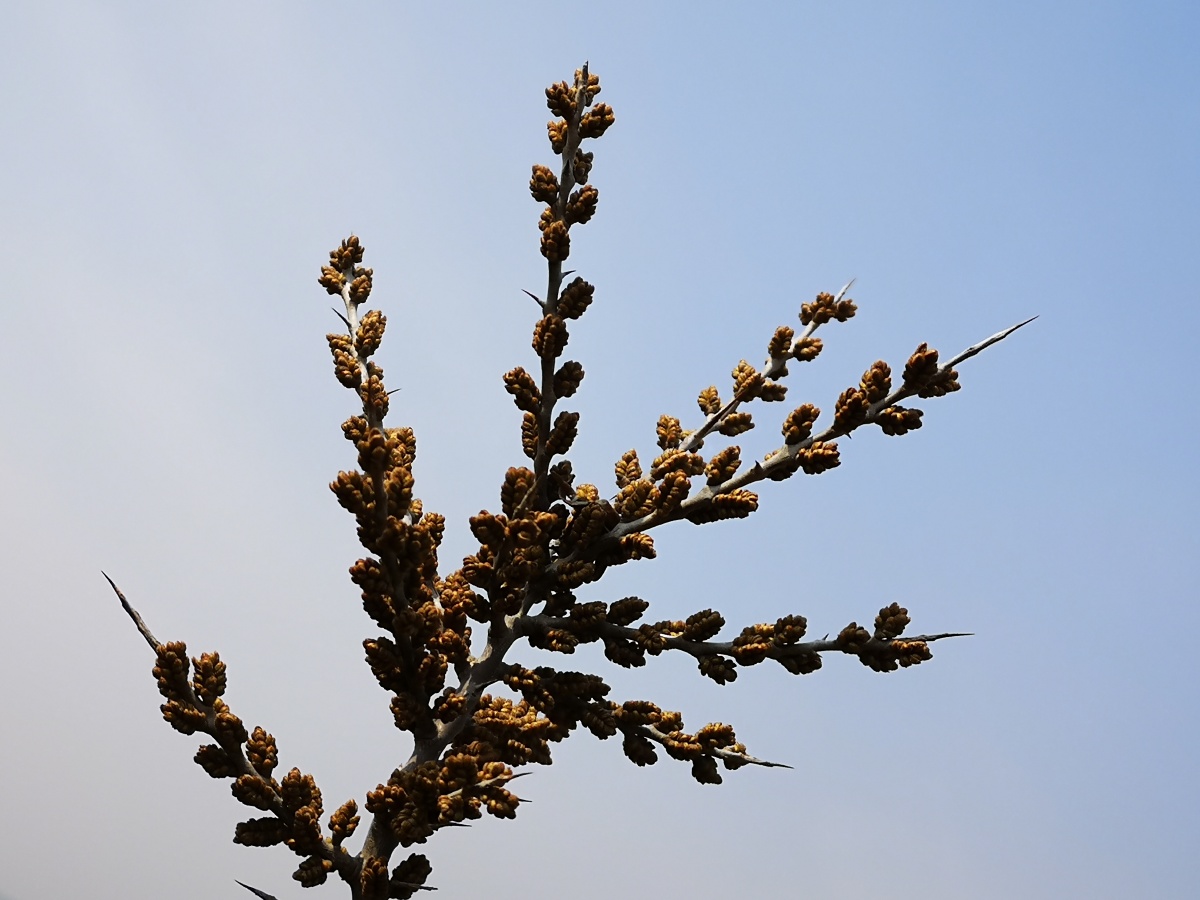 含苞待放的沙棘花沙棘树曾是辽宁干旱地区特有的绿化灌木其浆果有液体
