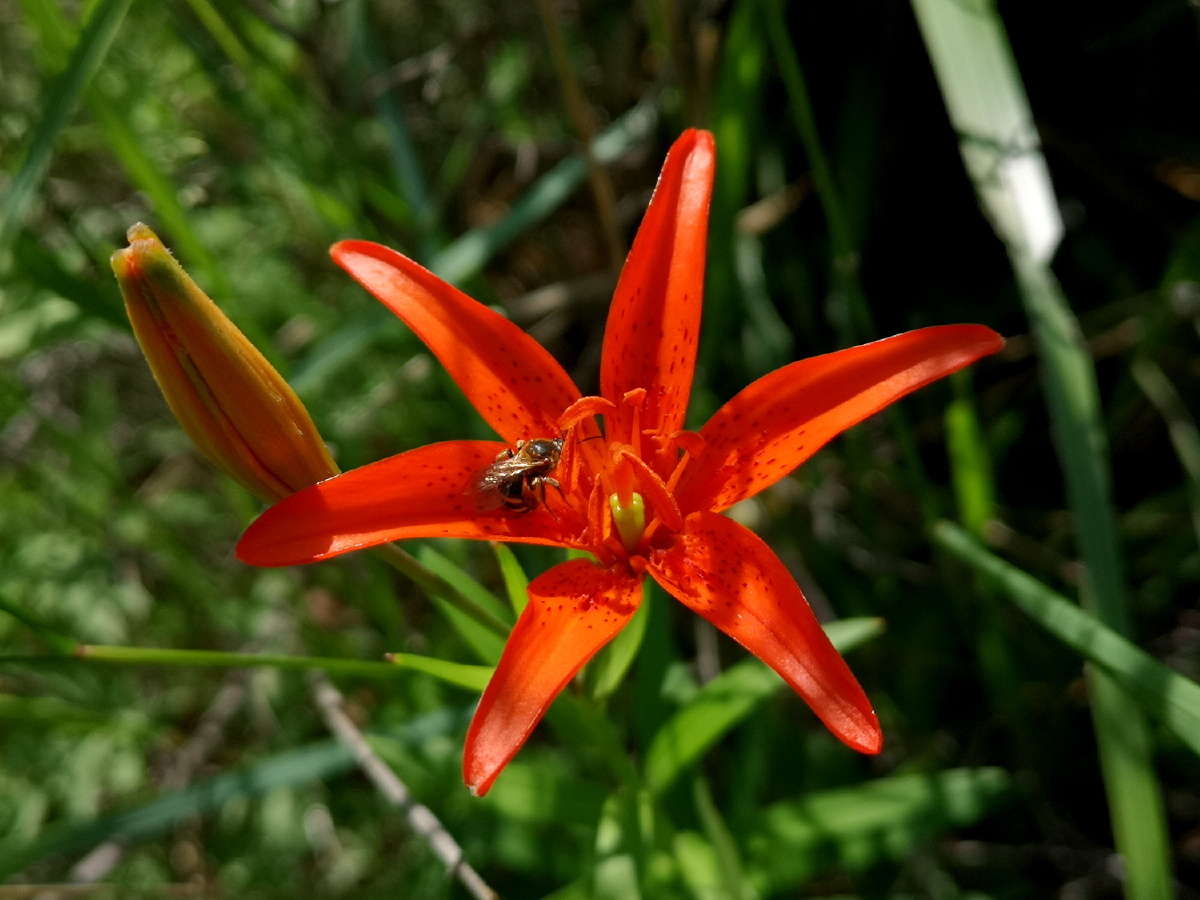 辽西努鲁尔虎山上盛开的有斑百合 - 辽宁文旅纪录人 - 图虫
