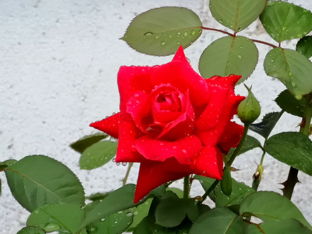 九月的玫瑰正艳时