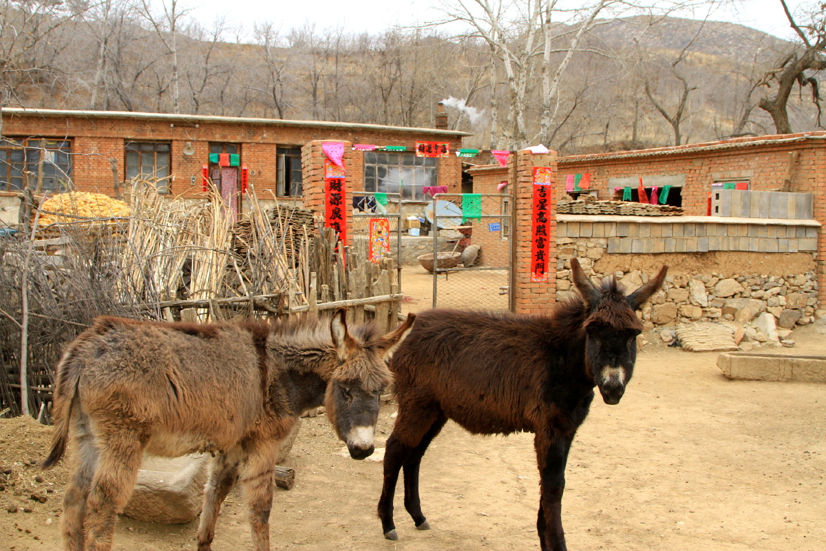 辽宁过年非遗承传之朝阳乡村春联辽宁朝阳是多民族聚集区风情浓郁特色