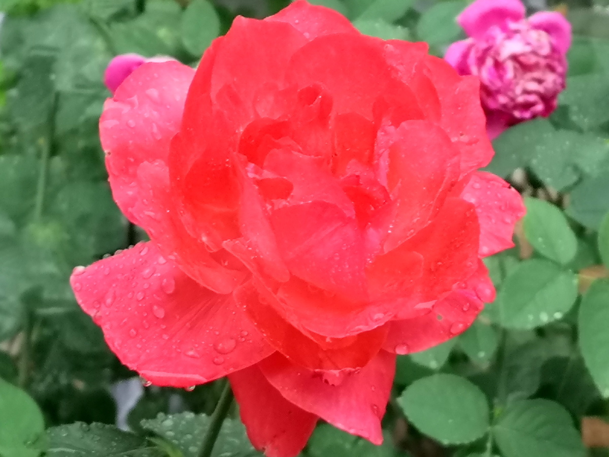 九月的玫瑰正艳时