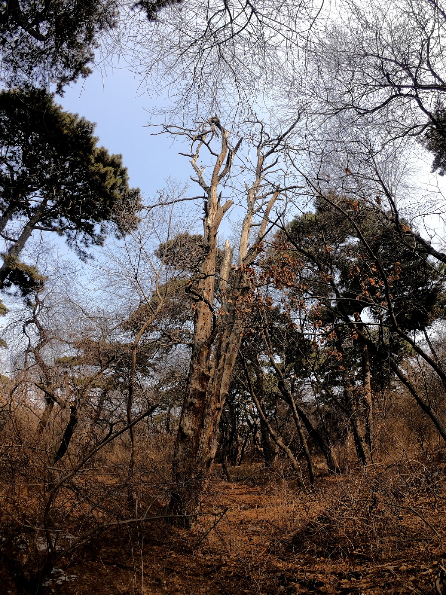 枯松,枯松倒挂倚绝壁_大山谷图库