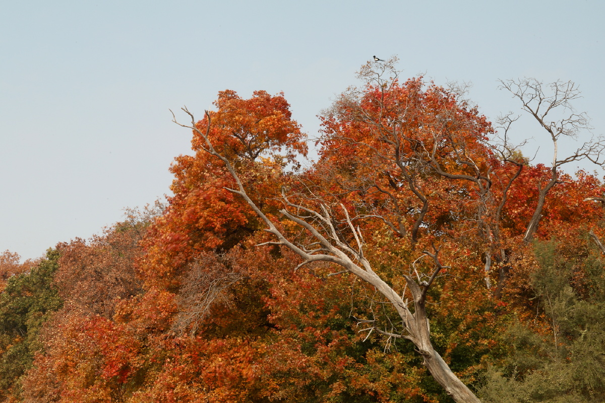 金秋赏枫之沈阳法库圣迹山古枫林