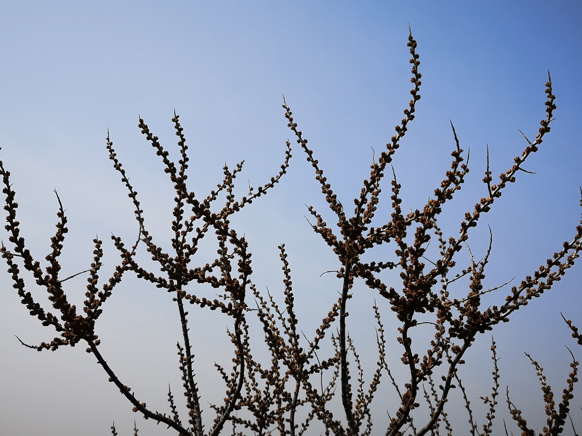 含苞待放的沙棘花沙棘树曾是辽宁干旱地区特有的绿化灌木其浆果有液体