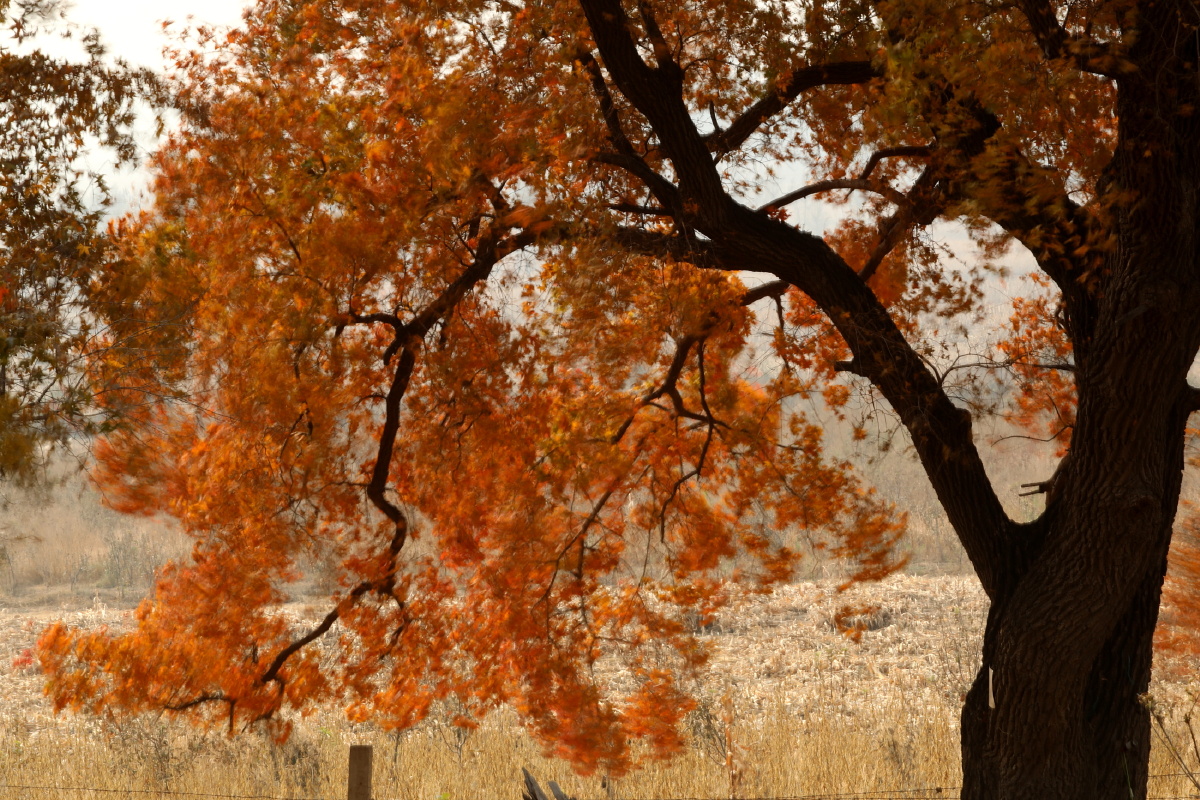 金秋赏枫之沈阳法库圣迹山古枫林