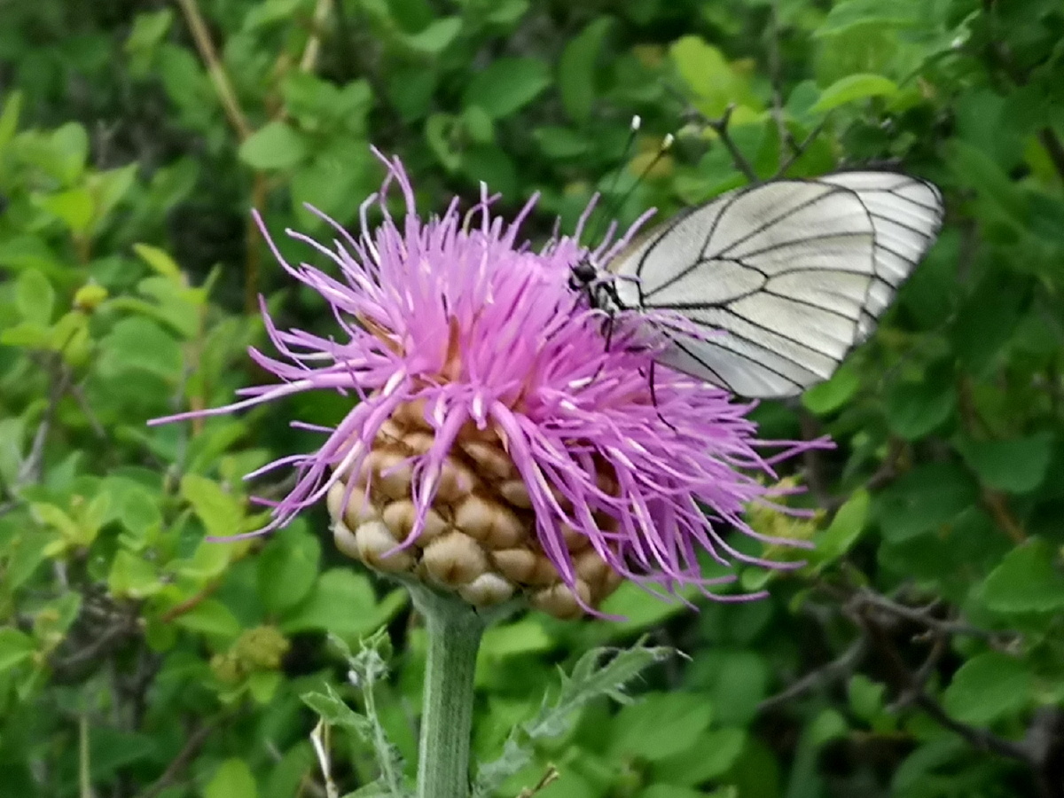高山上盛开的漏芦花 - 辽宁文旅纪录人 - 图虫
