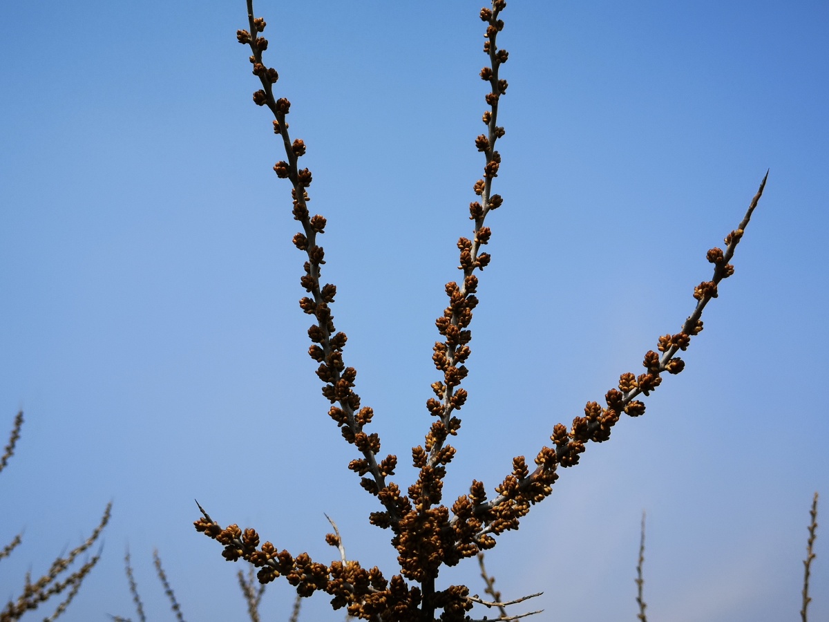 含苞待放的沙棘花沙棘树曾是辽宁干旱地区特有的绿化灌木其浆果有液体
