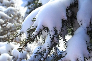 沈阳入冬后第二场雪31.JPG