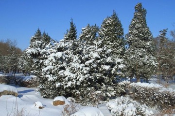 沈阳入冬后第二场雪32.JPG