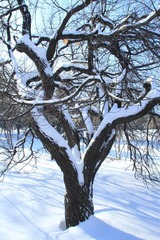 沈阳入冬后第二场雪33.JPG