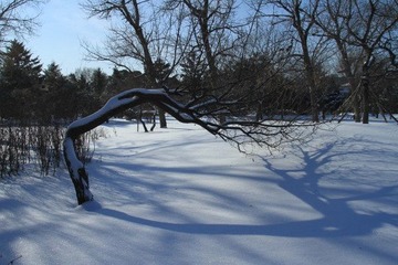 沈阳入冬后第二场雪34.JPG