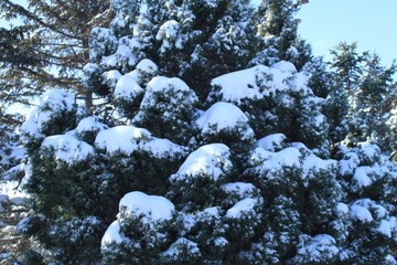 沈阳入冬后第二场雪35.JPG