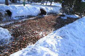 沈阳入冬后第二场雪37.JPG