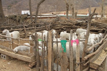 辽西年俗与驴18