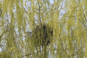 鹊巢022