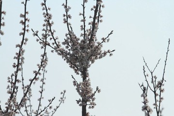 辽宁熊岳李杏资源圃47