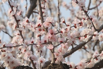 辽宁熊岳李杏资源圃49