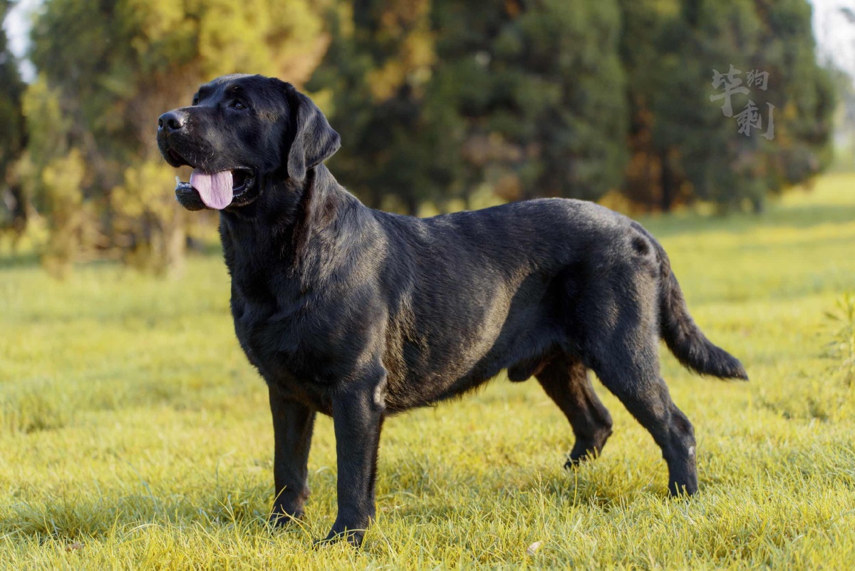 拉布拉多寻回猎犬