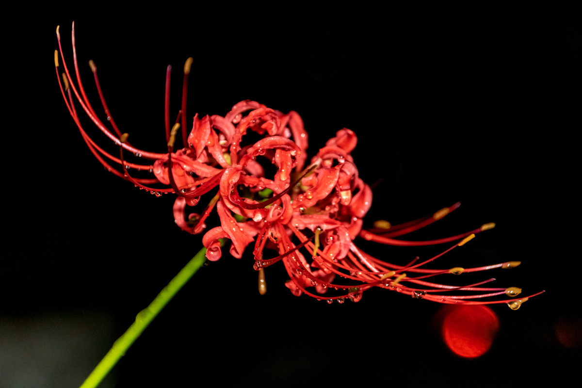 曼珠沙华,别名红色彼岸花(lycorisradiata),又称"舍子花".