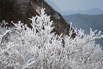 雪枝。