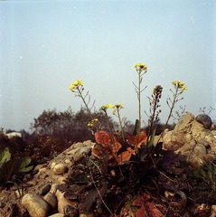 花。