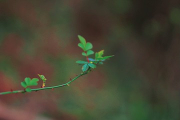 8B9C8547-24C4-444B-9043-E2A38A75C415/L0/001