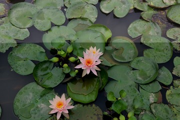 IMG_0063 - 