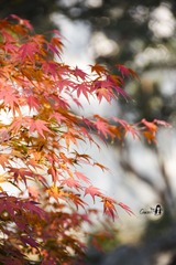 CA6FB744-1806-4BE1-9D4A-0F19B73E3A83/L0/001