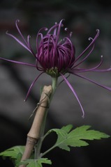 禅菊-1
