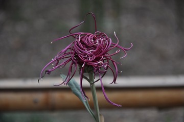 禅菊-2缠