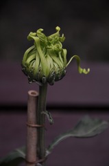 禅菊-4待