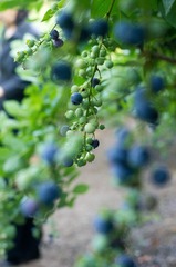蓝莓