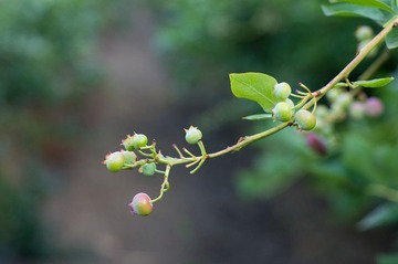 蓝莓