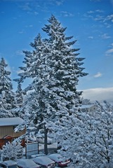 雪松