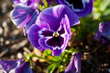 紫蝴蝶花